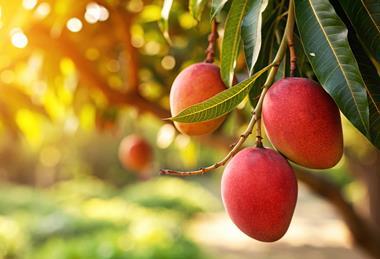 Mango on tree Adobe Stock