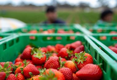 Australian strawberries berries Hort Innovation