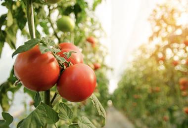 Generic tomato production up close Adobe Stock