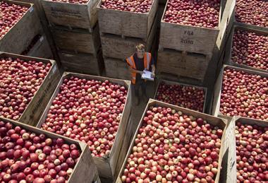 FSP_Loddington_Apple_Harvest_029-scaled