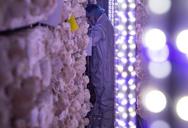 Urban Farm-Produce believes Lion's Mane have a bright future