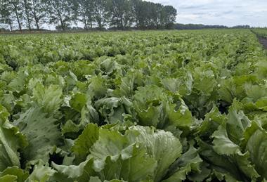 G's lettuce field