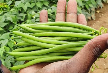 MWW said the season demonstrated the growing importance of climate resilience across the fresh produce sector