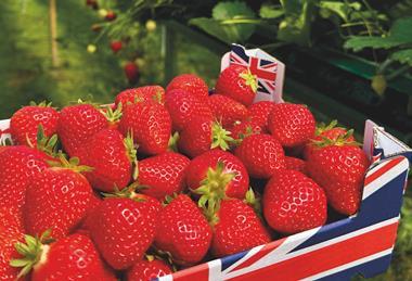 Place UK - strawberry farm