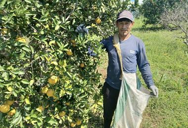Eosta Kivinaki Organic Raingrown citrus