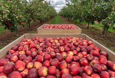 AdobeStock New Zealand apple orchard generic production _763980366