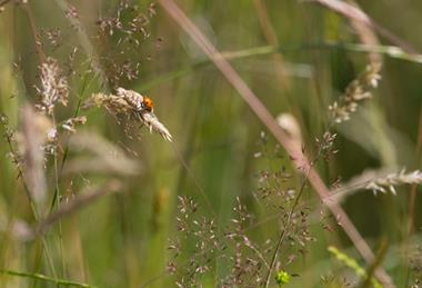 Tesco is working on nature projects