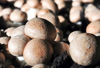 Braune Champignons