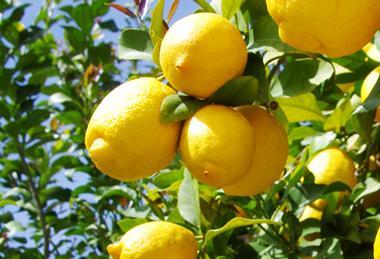 Lemon crop