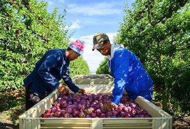 South Africa plum harvest