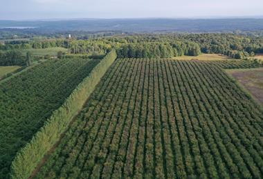 Apple orchards in Michigan Adobe Stock