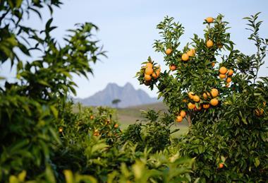 South Africa Mandarins on tree