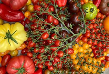 BE Hoogstraten tomatoes