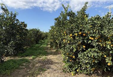 Fondaco Nuovo farm citrus Unifrutti Sicily Italy
