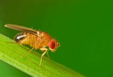 Fruit fly Adobe Stock