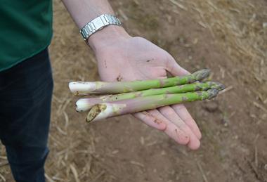 The British asparagus harvest is underway