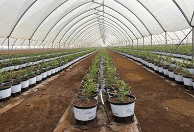 AgroBerries Laos blueberry production