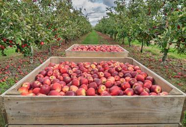 New Zealand apples being harvested