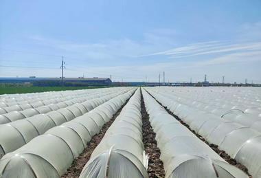 China's ginger grown in greenhouses in April