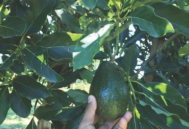 Myanmar Avocado Producer and Exporter Association pic1