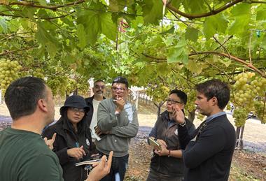 Italian grapes to Thailand