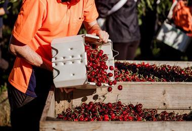 TasmanianCherries