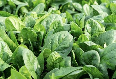 Organic spinach Adobe Stock