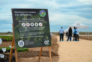 Enza Zaden Discovery Fields Days