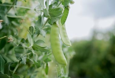 FairFruit snow peas2 - peru