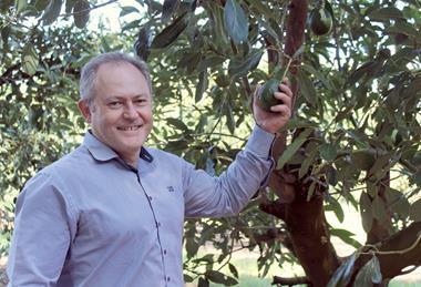 John Tyas, Avocados Australia