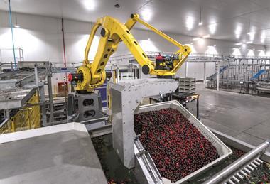 Unitec washing cherries