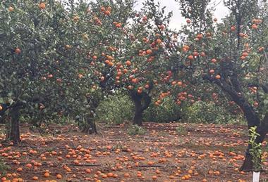 Asaja fruit drop winds Valencia