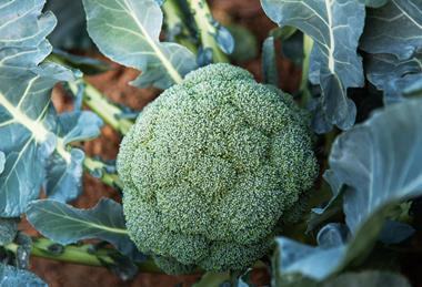 In 2025 some British broccoli growers had no option but to plough crop back into the fields or turn it into animal feed
