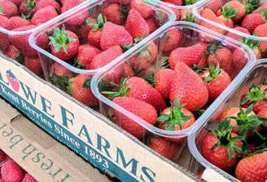 Hugh Lowe berries