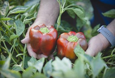 Ausveg Australian vegetables Capsicum