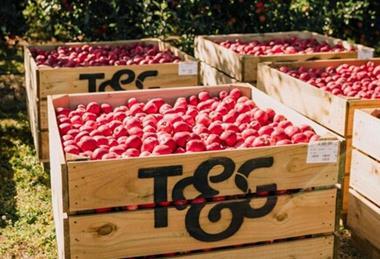 T&G Apples