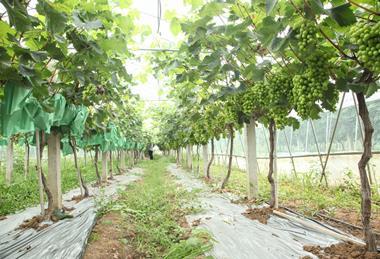 Jumbo Sweet Purple Grapes Growing in Xinjiang Vineyards Ready for Harvest