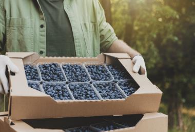 Blueberry punnets presented in cardboard tray Adobe Stock
