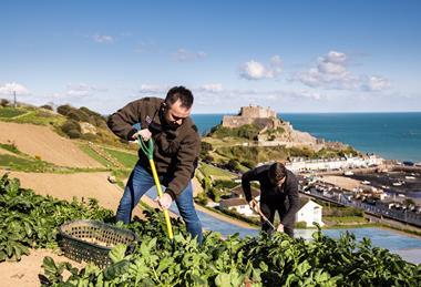 Jersey Royals are a much-loved crop