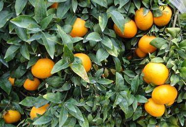 Reife Citrusfüchte am Baum