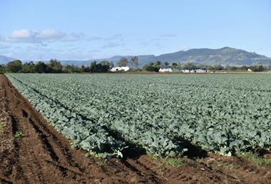 Cabbage production Gatton Queensland Adobe Stock