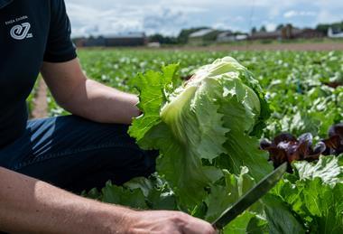 Enza Zaden iceberg lettuce