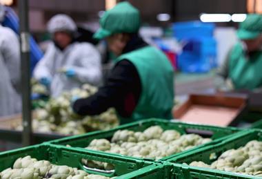 Eurofruits Levante picture Anecoop