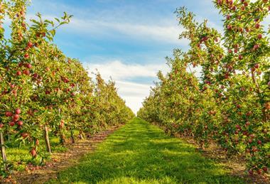 UK orchard fruit production increased in 2024-25