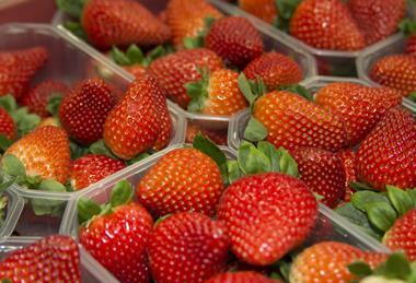 Cuna de Platero strawberries