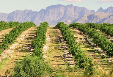 Lemon production South Africa Western Cape
