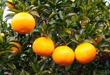 Jeju citrus Korea tangerines AdobeStock