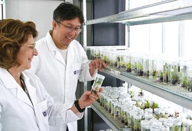 Professor Elizabeth Aitken and Dr Andrew Chen with tissue culture banana plants grown by crossing Calcutta 4 with a susceptible banana subspecies.
