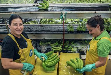 Fyffes fourth Human Rights Report banana sorting packing