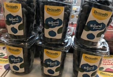 Driscolls blueberries